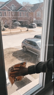 wash windows, streak-free